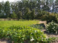 Жилой фонд дома Продажа