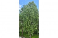 Жилой фонд коттеджи Продажа